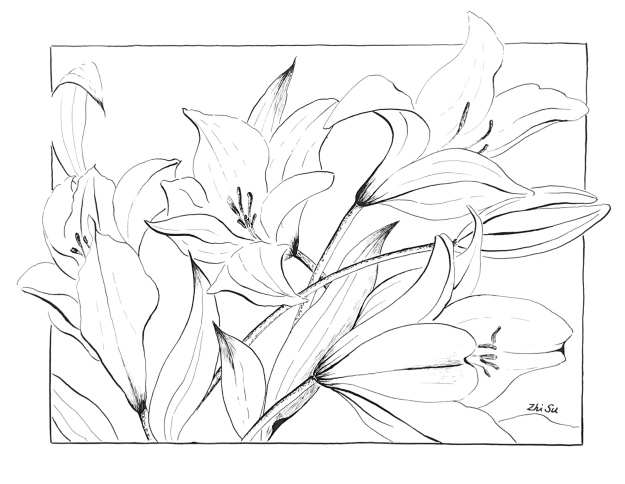 Lilies, ink pen